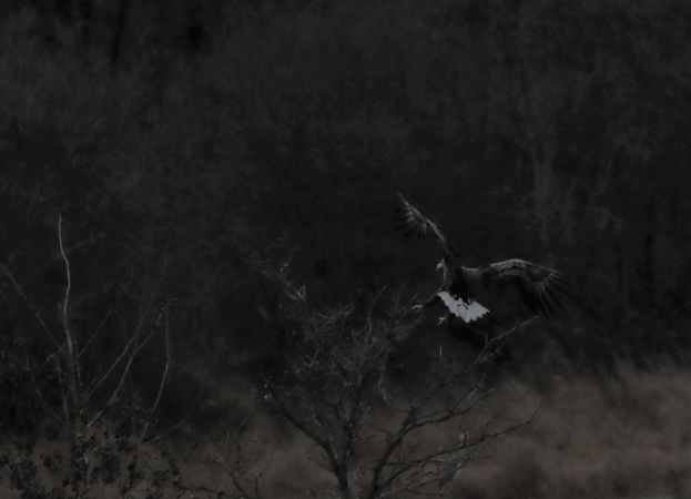 Pygargue à queue blanche  - Bernard Mergnat