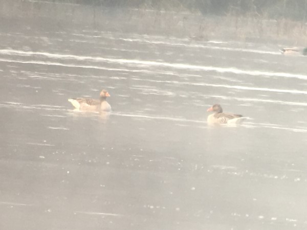 Oie cendrée  - Xavier Millon