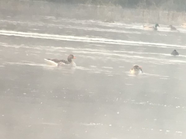 Oie cendrée  - Xavier Millon