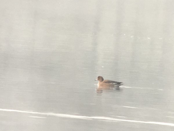 Canard siffleur  - Xavier Millon