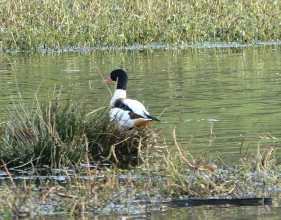Tadorne de Belon  - Elise Morange