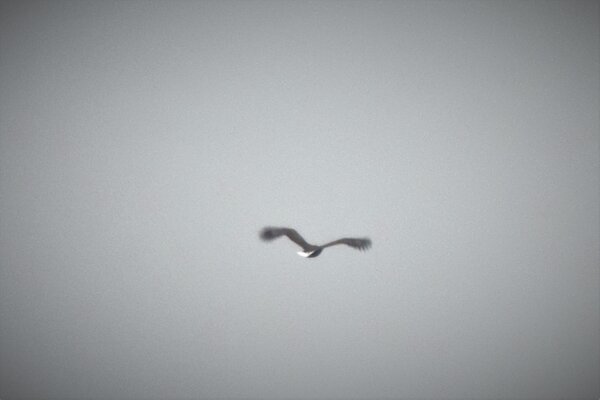 Pygargue à queue blanche  - Simon Barreau