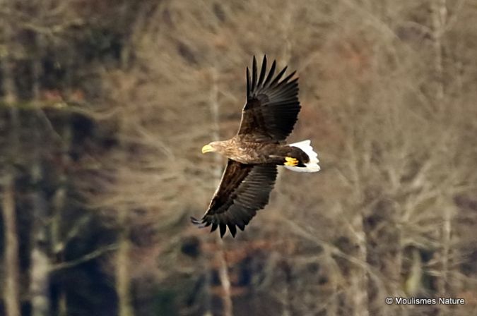 Pygargue à queue blanche  - Nick Ransdale