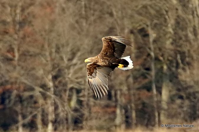 Pygargue à queue blanche  - Nick Ransdale
