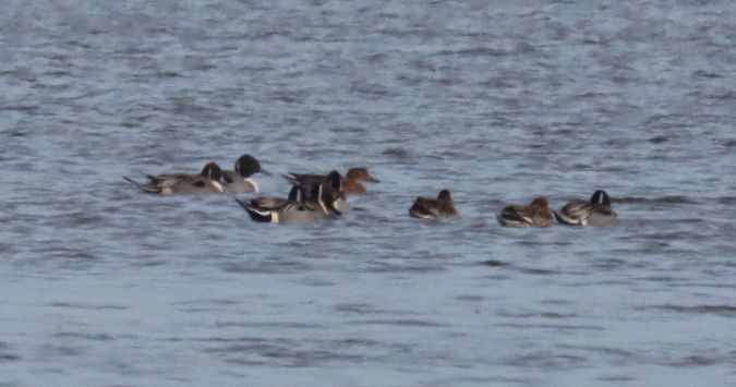 Canard pilet  - Jean-Pierre Toumazet