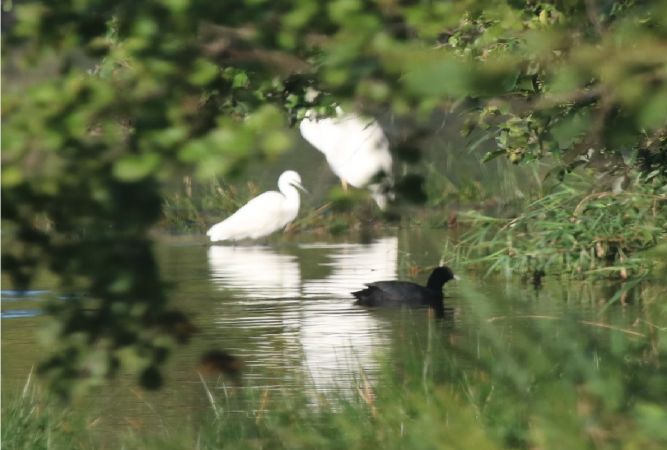 Aigrette garzette  - Martine Maurice