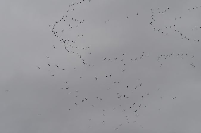 Détail de l'observation www.faunelimousin.eu