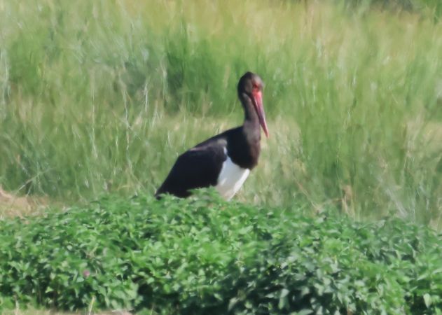 Cigogne noire  - Jean-Pierre Toumazet