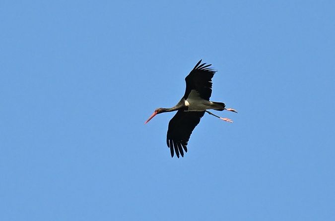 Cigogne noire  - Nicolas Savoye