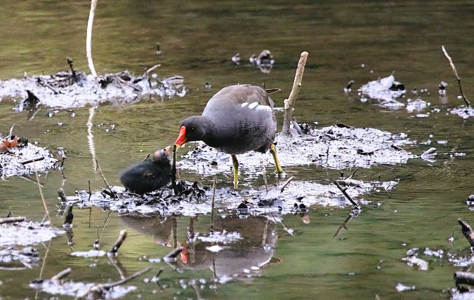 Gallinule poule-d'eau  - Martine Maurice