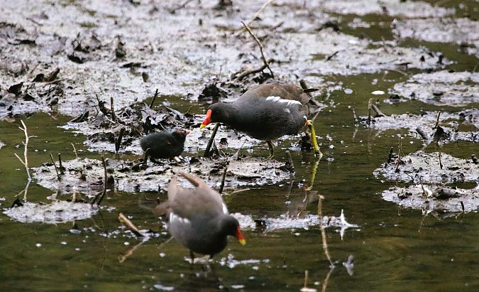 Gallinule poule-d'eau  - Martine Maurice