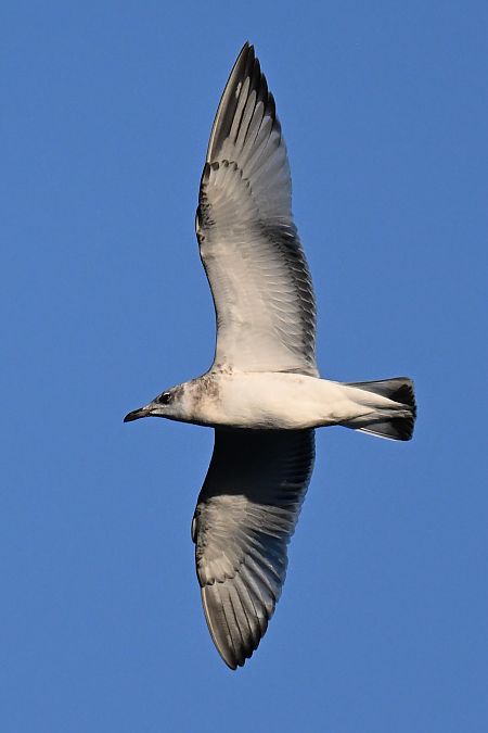 Mouette mélanocéphale  - Nicolas Savoye