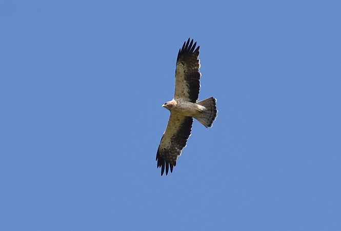 Aigle botté  - Dominique Testaert