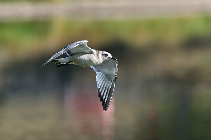 Mouette mélanocéphale  - Jean-Michel Bigaud