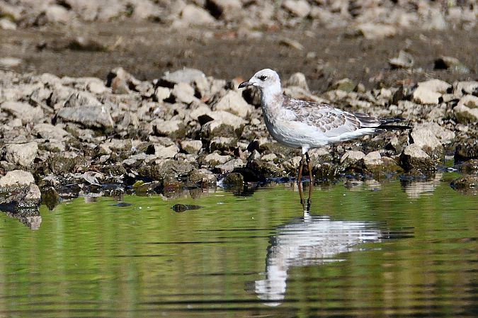 Mouette mélanocéphale  - Jean-Michel Bigaud