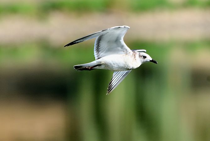 Mouette mélanocéphale  - Jean-Michel Bigaud