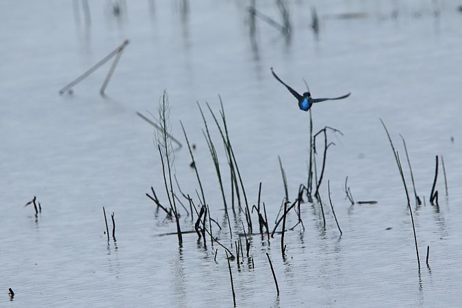 Martin-pêcheur d'Europe  - Chezeau Christiane