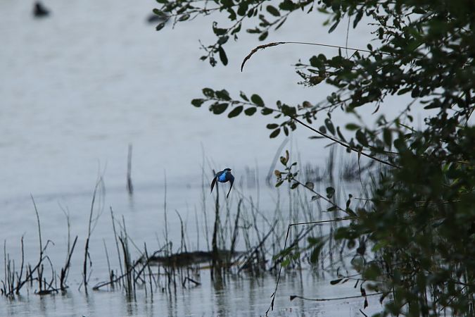 Martin-pêcheur d'Europe  - Chezeau Christiane