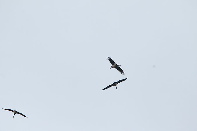 Cigogne noire  - Chezeau Christiane