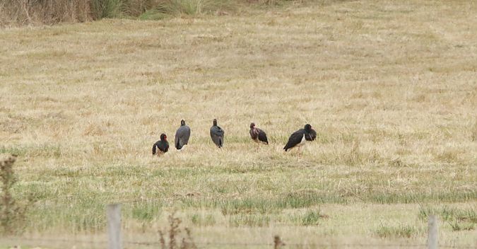 Cigogne noire  - Chezeau Christiane