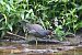 Gallinule poule-d'eau  - Martine Maurice