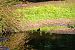Gallinule poule-d'eau (Gallinula chloropus) © Martine Maurice