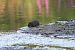 Campagnol amphibie (Arvicola sapidus) © Martine Maurice