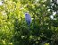 Héron cendré (Ardea cinerea) © Martine Maurice
