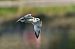 Mouette mélanocéphale  - Jean-Michel Bigaud
