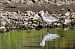 Mouette mélanocéphale  - Jean-Michel Bigaud