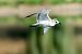 Mouette mélanocéphale  - Jean-Michel Bigaud