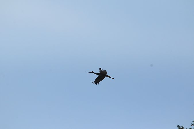 Cigogne noire  - Chezeau Christiane