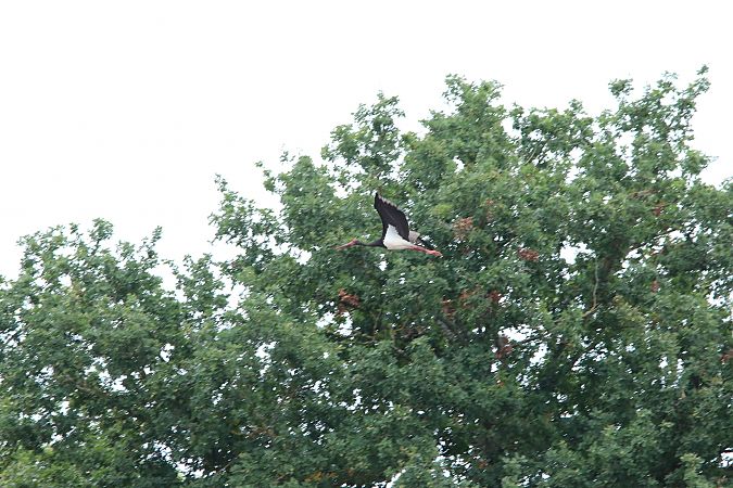 Cigogne noire  - Chezeau Christiane