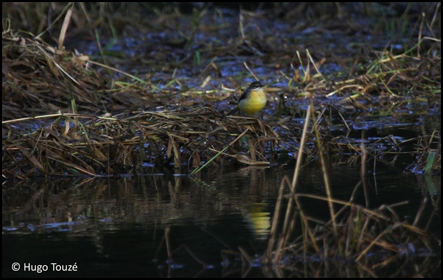 Les galeries - www.faune-loire-atlantique.org
