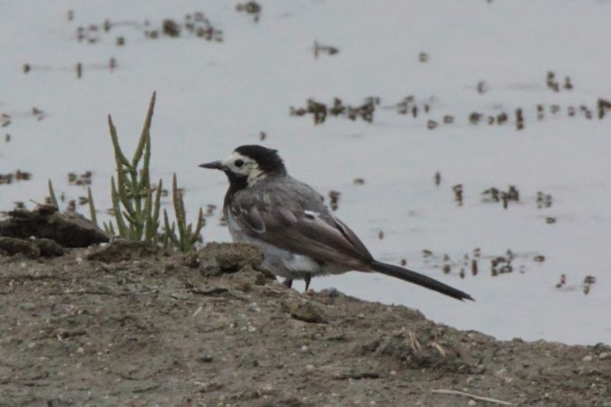 Bergeronnette grise  - Dominique Huez