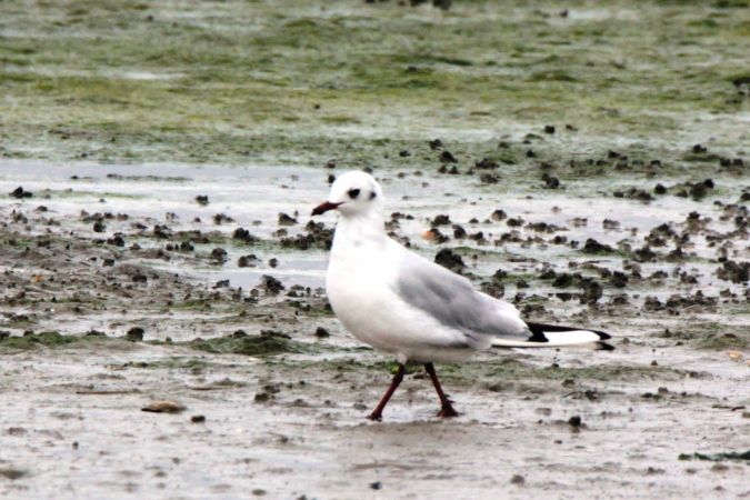 Mouette rieuse  - Dominique Huez