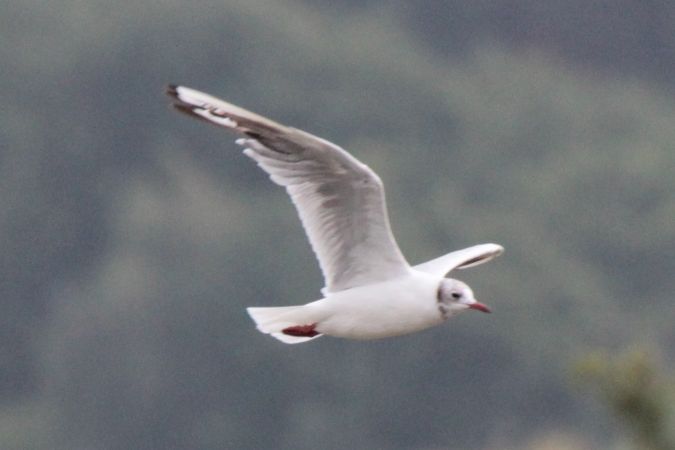Mouette rieuse  - Dominique Huez