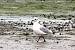Mouette rieuse  - Dominique Huez