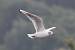 Mouette rieuse  - Dominique Huez