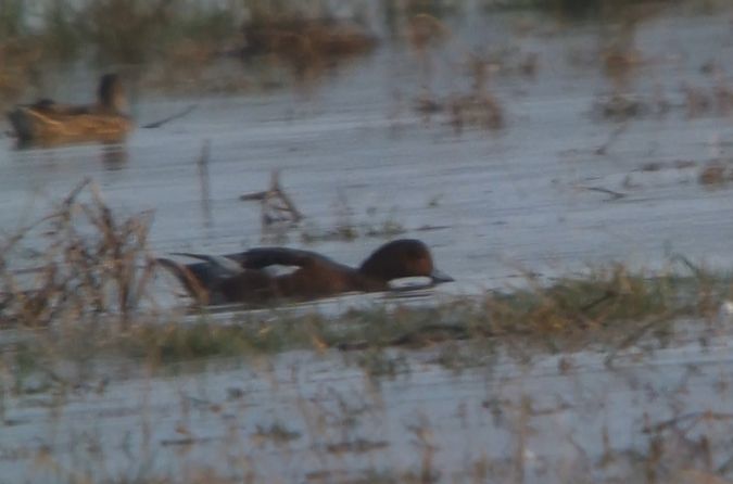 Canard siffleur  - Kévin Le Rest