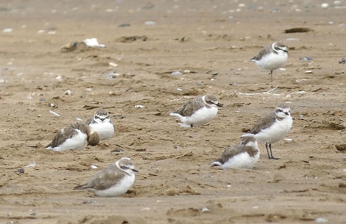 Kentish Plover  - Dominique Armange