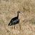Ibis falcinelle (Plegadis falcinellus) © Dominique Armange