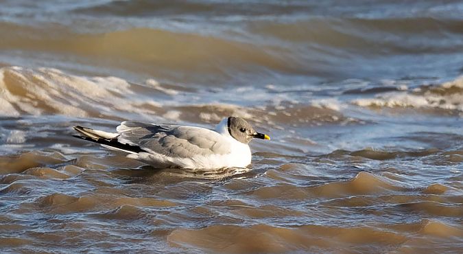 Mouette de Sabine  - Denis Turmel-Lpo Groupe Ouest