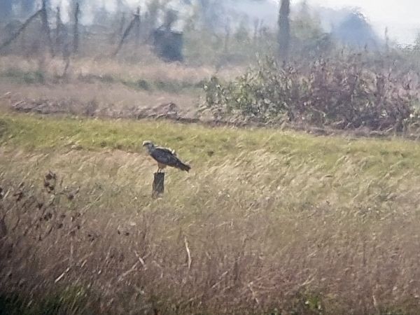 Buse variable  - Baptiste Sinot