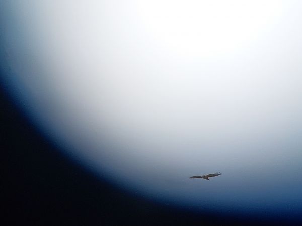 Buse variable  - Baptiste Sinot