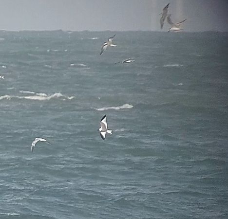 Mouette de Sabine  - Dominique Guerin