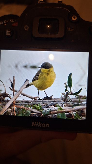 Bergeronnette nordique (ssp. thunbergi)  - Jossua Martin
