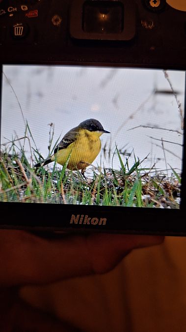 Bergeronnette nordique (ssp. thunbergi)  - Jossua Martin
