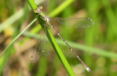 Leste barbare  - Hervé Laydier