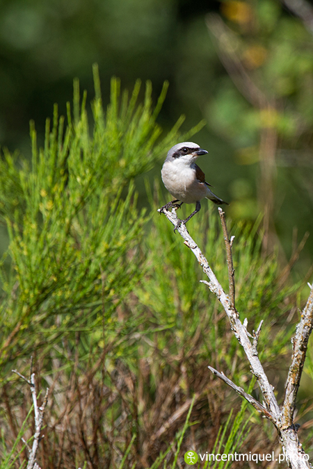 Pie-grièche écorcheur  - Vincent Miquel